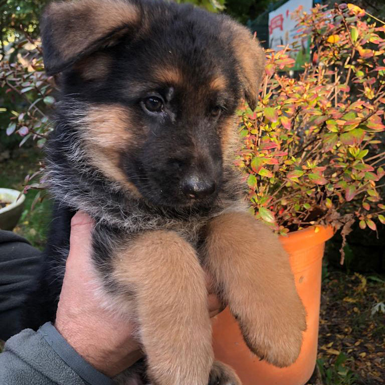 Cuccioli di pastore tedesco